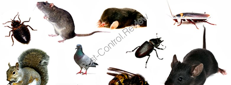 Old bills pest control