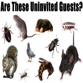 pest control edinburgh prices