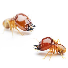 certificate of competence in rodent pest control