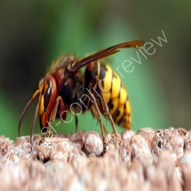 pest control chelmsford