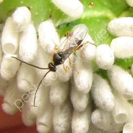disadvantages of biological pest control