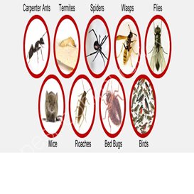 how to pest control