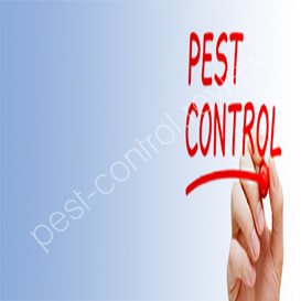 mice pest control bristol