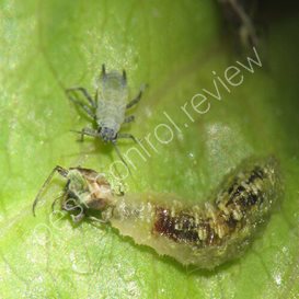 best air rifle pest control uk