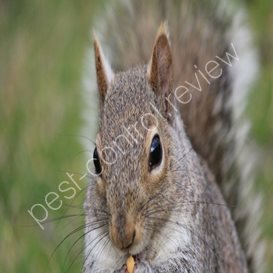 pest control san fernando valley