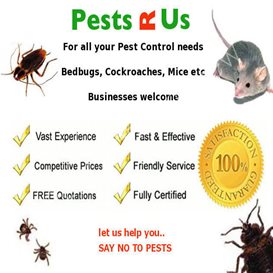 dayton's pest control knoxville