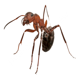 pest control woodstock