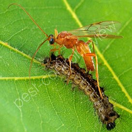 pest control food hygiene