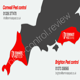 ealing council pest control mice