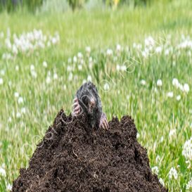natural pest control vegetable garden
