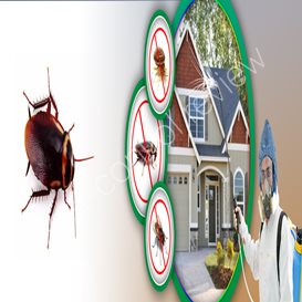 pest control hailsham