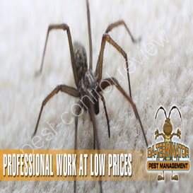 red back spider pest control sydney