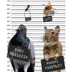 uk pest controllers