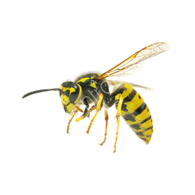 dragon pest control llanrwst