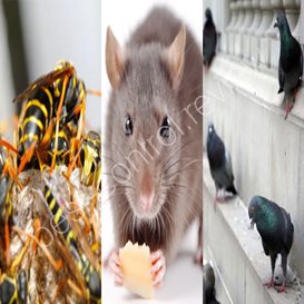pest control down under