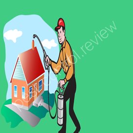 natural pest control spiders