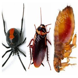 pest control bangor northern ireland