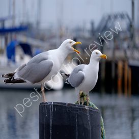 pest control specialists