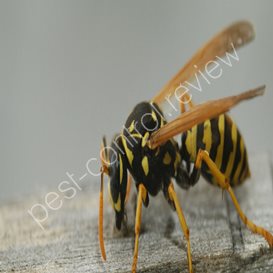 pest control nw10