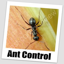total pest control solutions