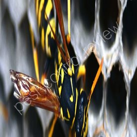 bounty hunters pest control chicago