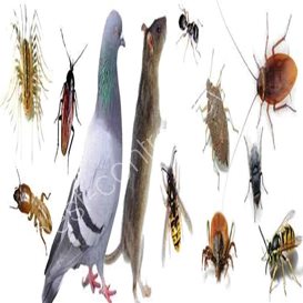 chester council pest control
