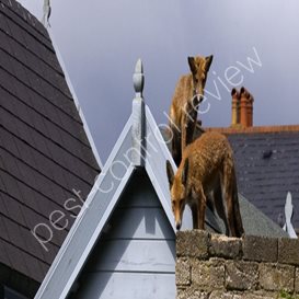 pest control and chimney sweeps