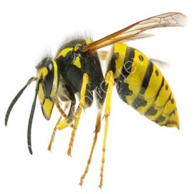 lawrence siteman pest control