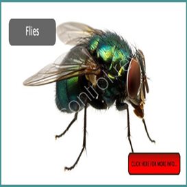 victoria pest control