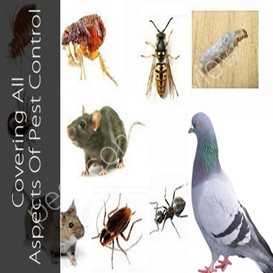pest control cincinnati