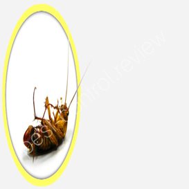 24 hour pest control near me
