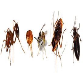 bti pest control