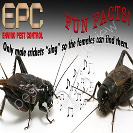 hitman pest control