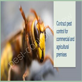 knockout pest control chalfont