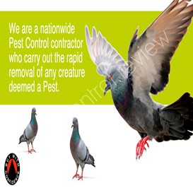 bournemouth council pest control
