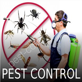 trump pest control