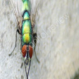 fletcher pest control