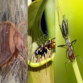 pest control runcorn
