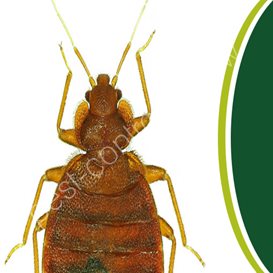 the piper pest control newark