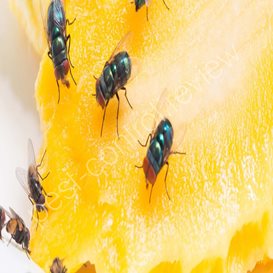 pest control lowestoft