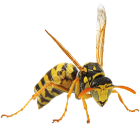 first guard pest control