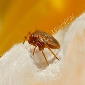 avon pest control stratford