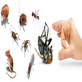 pest control companies isle of wight