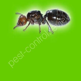 pest control rye
