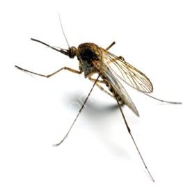 cheap pest control ipswich