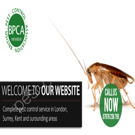 pest control exp