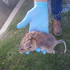 florida pest control lake city fl