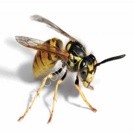 berrett pest control