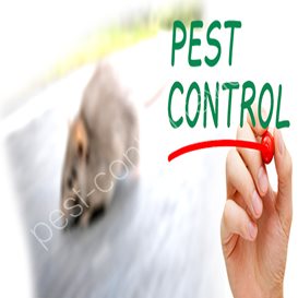 preparing for pest control visit
