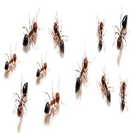 pest control rayleigh essex